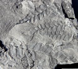 Neuropteris attenuata